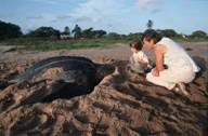 Reproduction des tortues luth